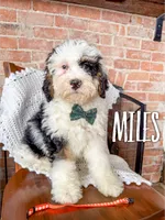 Miles-Mini Multigen, a male Miniature Bernedoodle for sale in Columbia City, IN – Photo 1 of 7