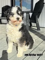 Miles-Mini Multigen, a male Miniature Bernedoodle for sale in Columbia City, IN – Photo 7 of 7