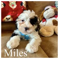 Miles-Mini Multigen, a male Miniature Bernedoodle for sale in Columbia City, IN – Photo 3 of 7