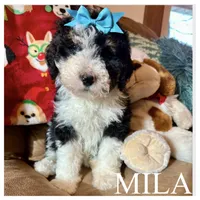 Mila - Mini Multigen, a female Miniature Bernedoodle for sale in Columbia City, IN – Photo 3 of 7