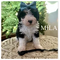 Mila - Mini Multigen, a female Miniature Bernedoodle for sale in Columbia City, IN – Photo 4 of 7