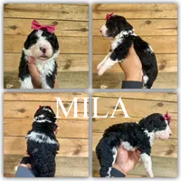 Mila - Mini Multigen, a female Miniature Bernedoodle for sale in Columbia City, IN – Photo 5 of 7