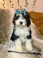 Mila - Mini Multigen, a female Miniature Bernedoodle for sale in Columbia City, IN – Photo 2 of 7