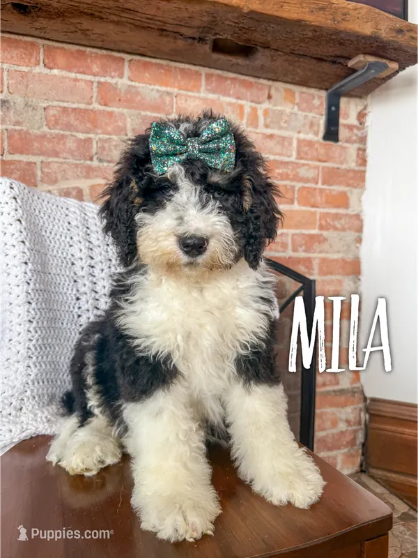 Mila - Mini Multigen