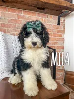 Mila - Mini Multigen, a female Miniature Bernedoodle for sale in Columbia City, IN – Photo 1 of 7
