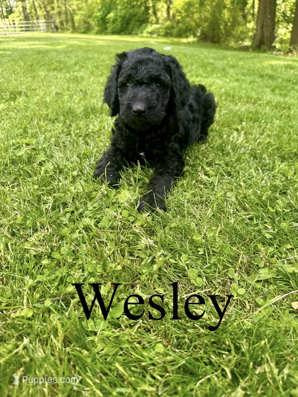 Wesley- Standard F1B – Goldendoodle puppy for sale in Columbia City, IN