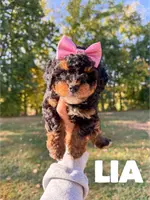 Lia - Micro Mini F1b, a female Miniature Bernedoodle for sale in Columbia City, IN – Photo 3 of 8