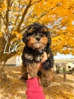 Lia - Micro Mini F1b, a female Miniature Bernedoodle for sale in Columbia City, IN – Photo 2 of 8