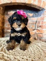 Lia - Micro Mini F1b, a female Miniature Bernedoodle for sale in Columbia City, IN – Photo 4 of 8