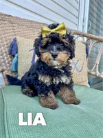 Lia - Micro Mini F1b, a female Miniature Bernedoodle for sale in Columbia City, IN – Photo 1 of 8