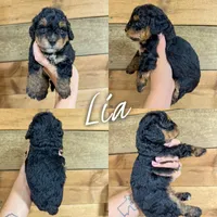 Lia - Micro Mini F1b, a female Miniature Bernedoodle for sale in Columbia City, IN – Photo 6 of 8