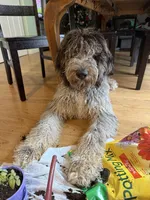 Luka - Standard F1b , a male Saint Berdoodle for sale in Columbia City, IN – Photo 4 of 4