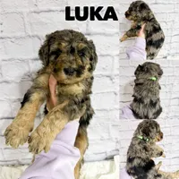 Luka - Standard F1b , a male Saint Berdoodle for sale in Columbia City, IN – Photo 1 of 4