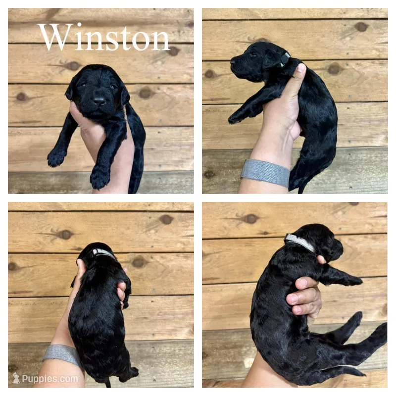 Winston- Standard F1B – Goldendoodle puppy for sale in Columbia City, IN