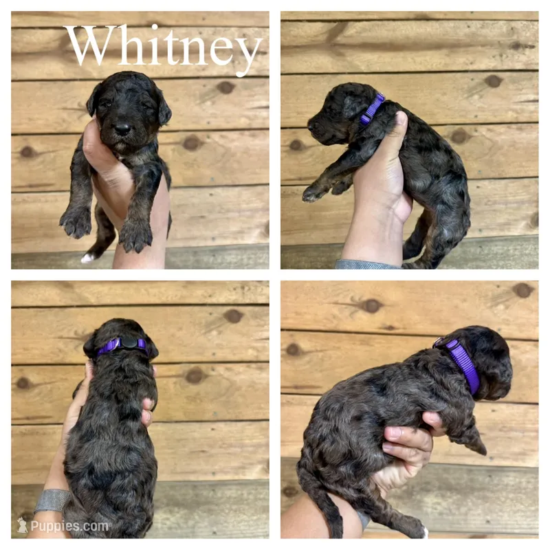 Whitney- Standard F1B – Goldendoodle puppy for sale in Columbia City, IN
