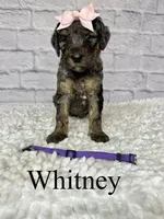 Whitney- Standard F1B, a female Goldendoodle for sale in Columbia City, IN – 2 of 3