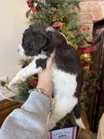 Phil - Mini F1bb, a male Miniature Goldendoodle for sale in Columbia City, IN – Photo 6 of 9