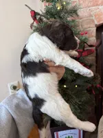 Phil - Mini F1bb, a male Miniature Goldendoodle for sale in Columbia City, IN – Photo 7 of 9