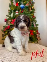 Phil - Mini F1bb, a male Miniature Goldendoodle for sale in Columbia City, IN – Photo 1 of 9