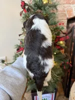 Phil - Mini F1bb, a male Miniature Goldendoodle for sale in Columbia City, IN – Photo 8 of 9