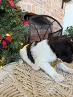 Phil - Mini F1bb, a male Miniature Goldendoodle for sale in Columbia City, IN – Photo 4 of 9