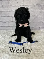 Wesley- Standard F1B, a male Goldendoodle for sale in Columbia City, IN – 2 of 3
