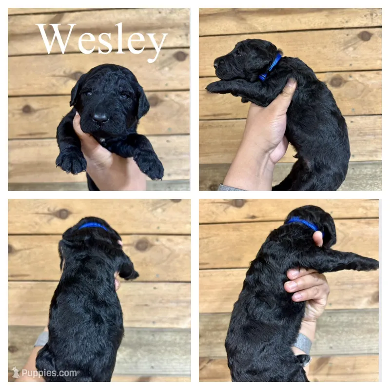 Wesley- Standard F1B – Goldendoodle puppy for sale in Columbia City, IN