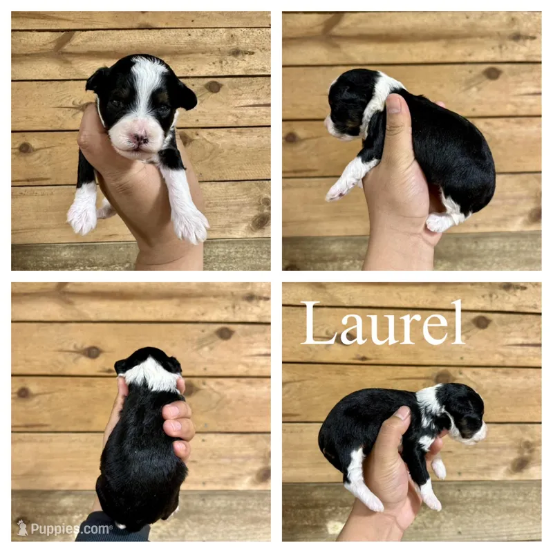 Laurel-  Micro F1b – Miniature Bernedoodle puppy on hold in Columbia City, IN