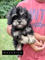 Maverick, a male Poodle - Toy  and Brussels Griffon for sale in Columbia City, IN – Photo 1 of 10