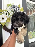 Maverick, a male Poodle - Toy  and Brussels Griffon for sale in Columbia City, IN – Photo 5 of 10