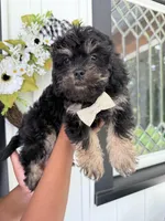 Maverick, a male Poodle - Toy  and Brussels Griffon for sale in Columbia City, IN – Photo 8 of 10