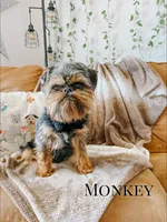 Maverick, a male Poodle - Toy  and Brussels Griffon for sale in Columbia City, IN – Photo 10 of 10