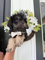 Maverick, a male Poodle - Toy  and Brussels Griffon for sale in Columbia City, IN – Photo 4 of 10