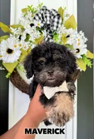 Maverick, a male Poodle - Toy  and Brussels Griffon for sale in Columbia City, IN – Photo 3 of 10