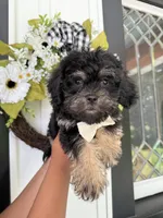 Maverick, a male Poodle - Toy  and Brussels Griffon for sale in Columbia City, IN – Photo 7 of 10