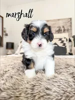 Marshall - Micro Mini F1b, a male Miniature Bernedoodle for sale in Columbia City, IN – Photo 7 of 10