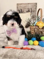 Marshall - Micro Mini F1b, a male Miniature Bernedoodle for sale in Columbia City, IN – Photo 6 of 10