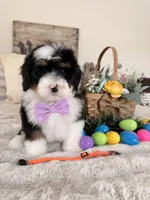 Marshall - Micro Mini F1b, a male Miniature Bernedoodle for sale in Columbia City, IN – Photo 4 of 10