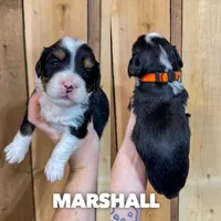 Marshall - Micro Mini F1b, a male Miniature Bernedoodle for sale in Columbia City, IN – Photo 9 of 10