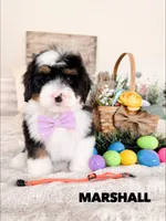 Marshall - Micro Mini F1b, a male Miniature Bernedoodle for sale in Columbia City, IN – Photo 2 of 10