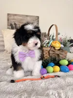 Marshall - Micro Mini F1b, a male Miniature Bernedoodle for sale in Columbia City, IN – Photo 3 of 10