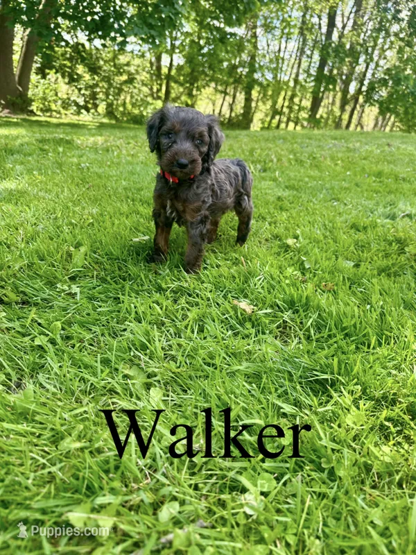 Walker- Standard F1B – Goldendoodle puppy for sale in Columbia City, IN