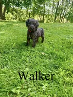 Walker- Standard F1B, a male Goldendoodle for sale in Columbia City, IN – 1 of 3