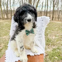 Brody - F1b, a male Saint Berdoodle for sale in Columbia City, IN – Photo 1 of 6