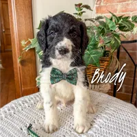 Brody - F1b, a male Saint Berdoodle for sale in Columbia City, IN – Photo 4 of 6