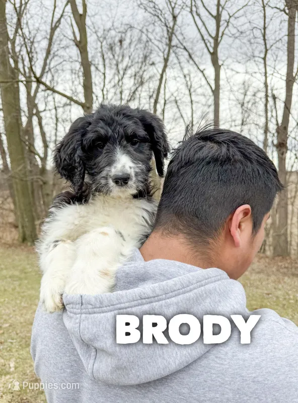Brody - F1b – Saint Berdoodle puppy for sale in Columbia City, IN