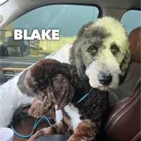 Brody - F1b, a male Saint Berdoodle for sale in Columbia City, IN – Photo 6 of 6