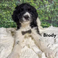 Brody - F1b, a male Saint Berdoodle for sale in Columbia City, IN – Photo 3 of 6