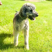 Brody - F1b, a male Saint Berdoodle for sale in Columbia City, IN – Photo 5 of 6