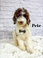 Pete - Mini F1bb, a male Miniature Goldendoodle for sale in Columbia City, IN – Photo 1 of 10